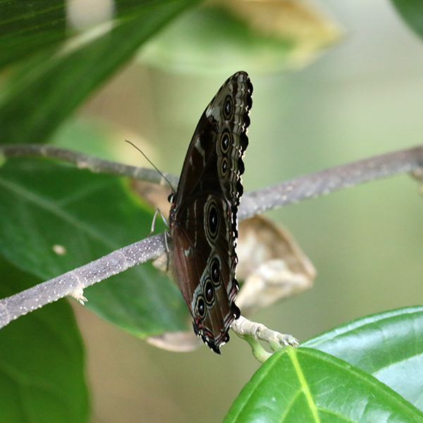 Blue Morpho